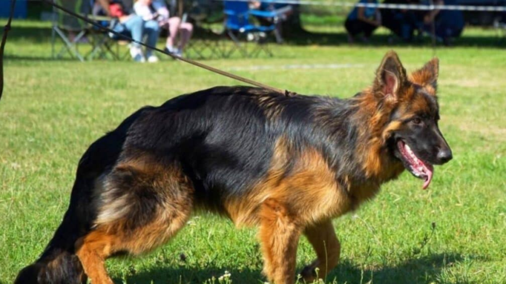 hip displasia for german shepherd