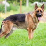 best dog food for german shepherd